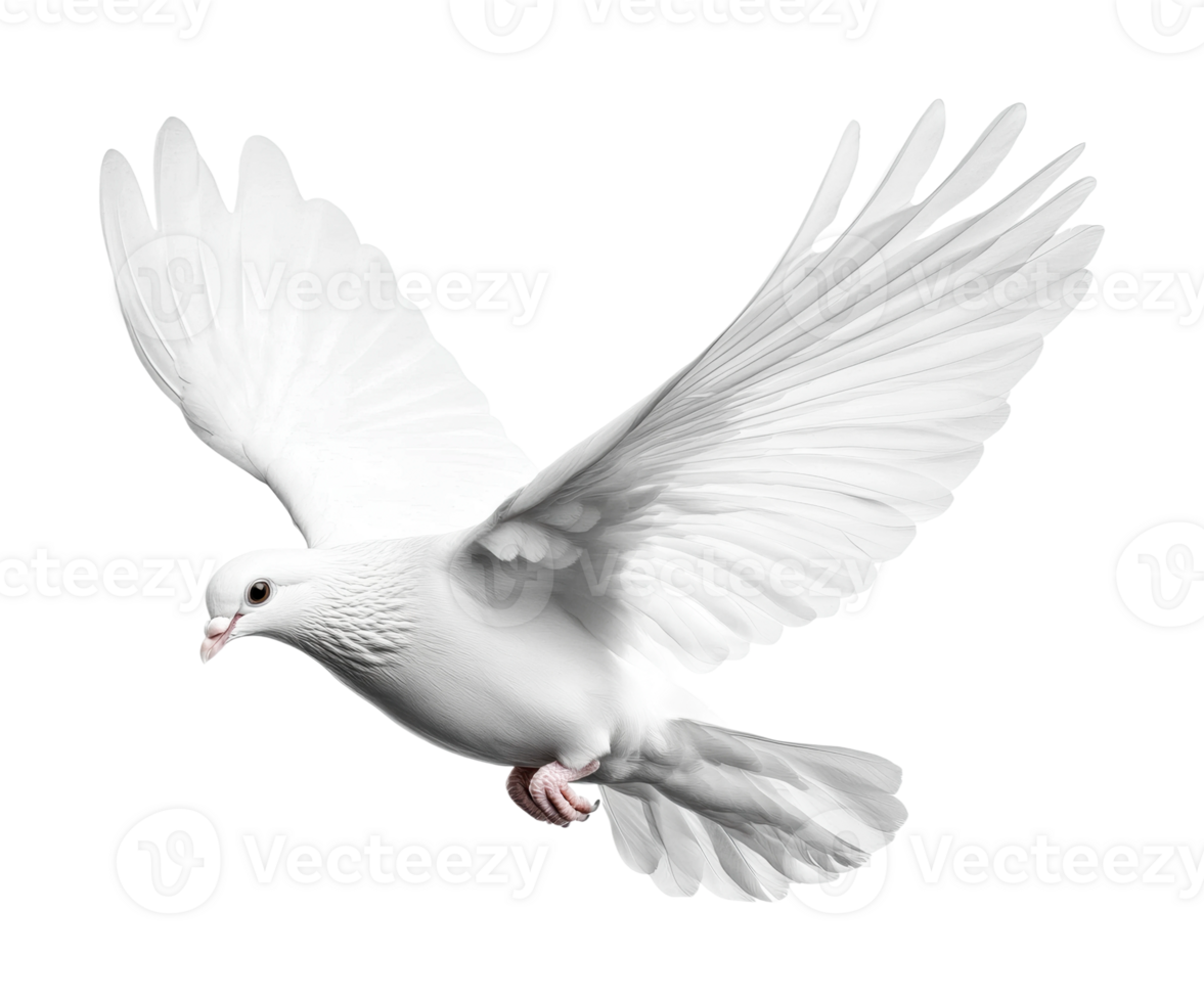 White dove in flight with outstretched wings and graceful motion png