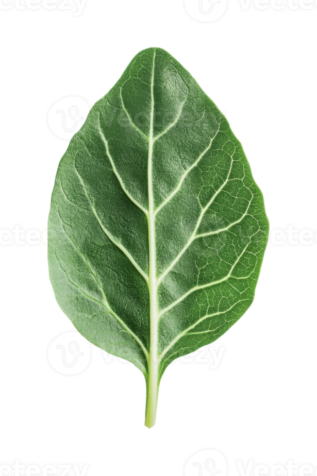Close-up of a fresh green spinach leaf with detailed veins on a black background png
