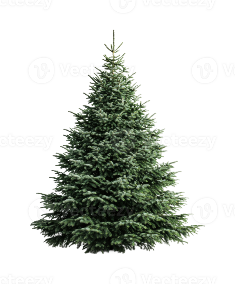 Lush evergreen pine tree isolated on black background png