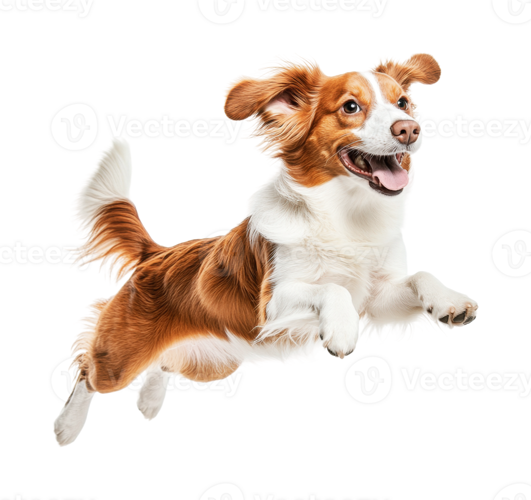 Joyful brown and white dog mid-jump with ears flapping png