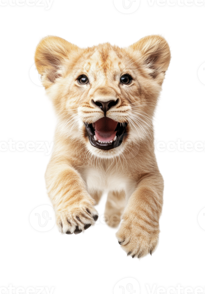 Playful young lion cub leaping forward with open mouth and joyful expression png