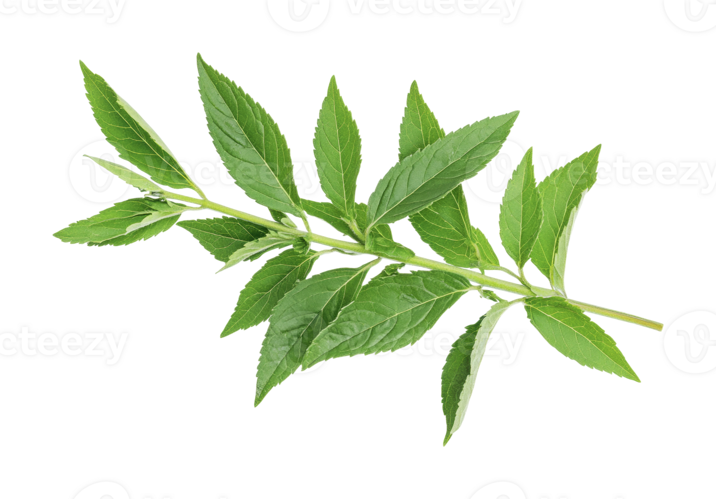 Vibrant green leaf branch on a white background with detailed veins png