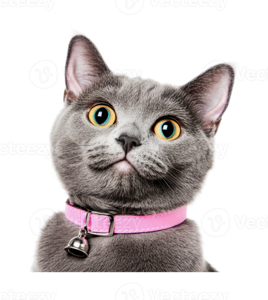 Grey cat with pink collar and bell looking upwards png