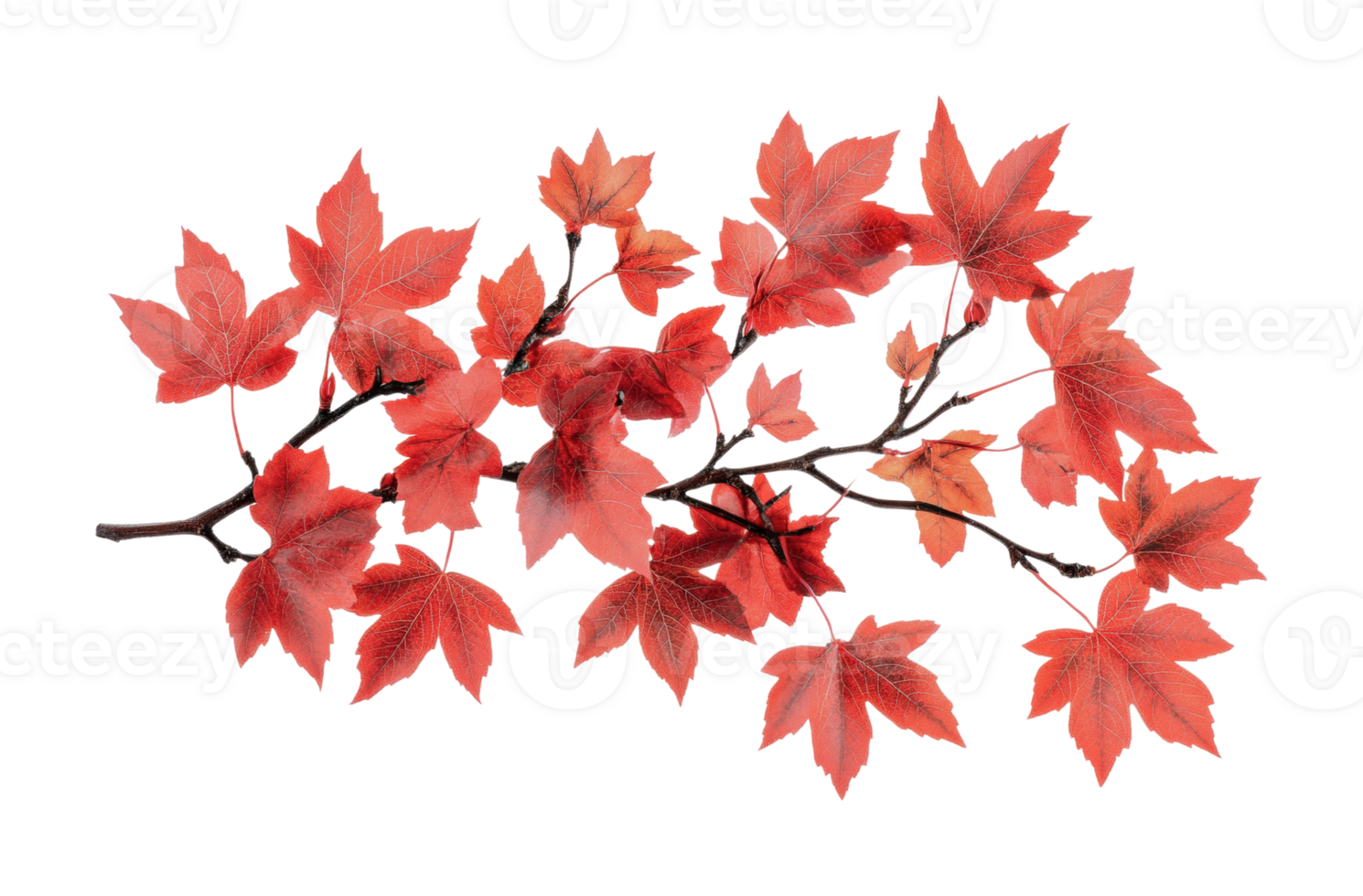 Vibrant red autumn leaves on branch isolated on black png