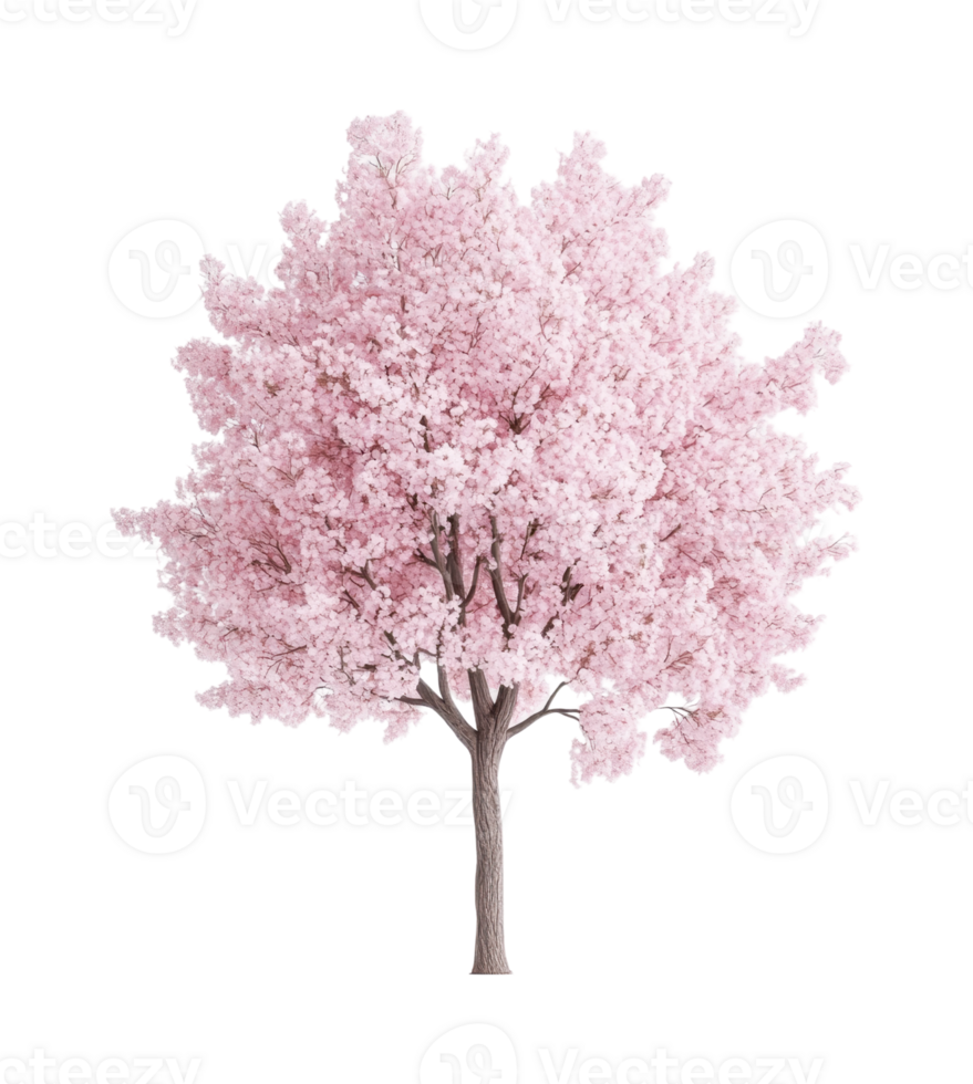 Lush blooming cherry blossom tree with vibrant pink flowers png