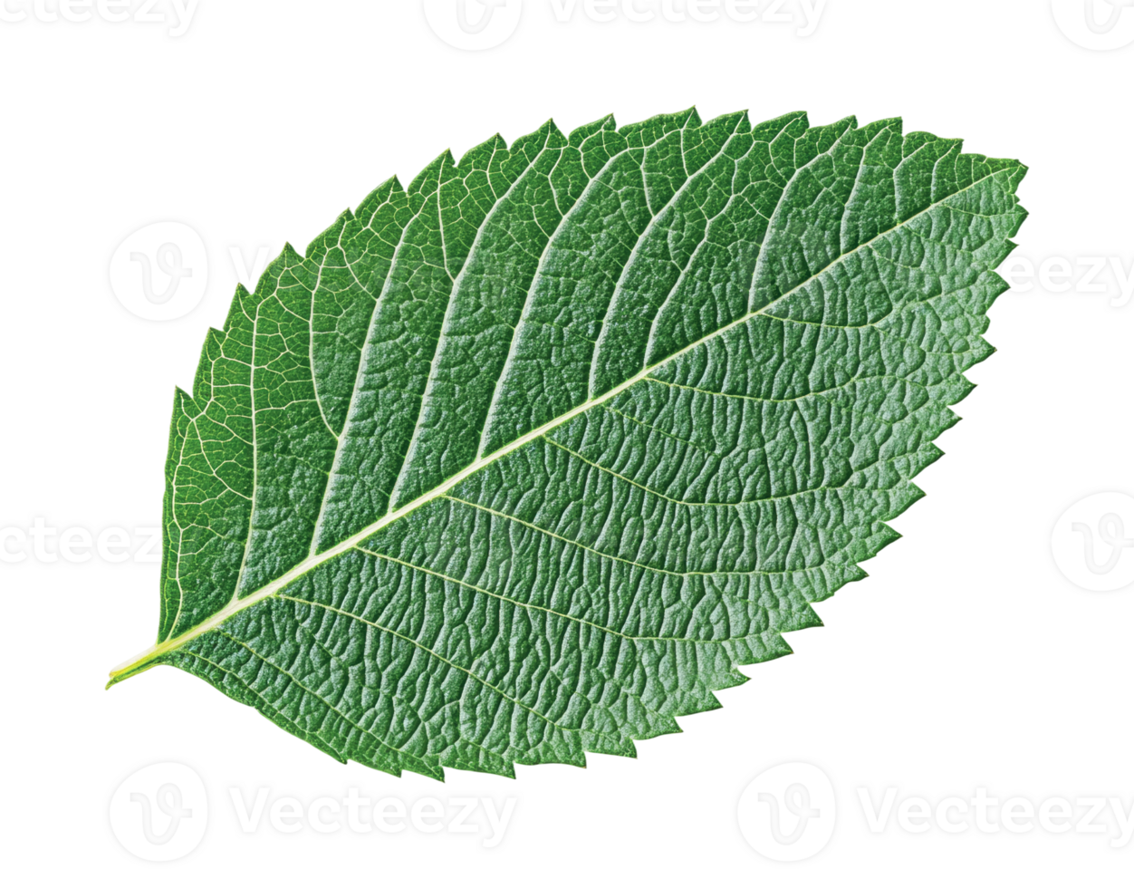 Close-up of vibrant green leaf with detailed veins on black background png