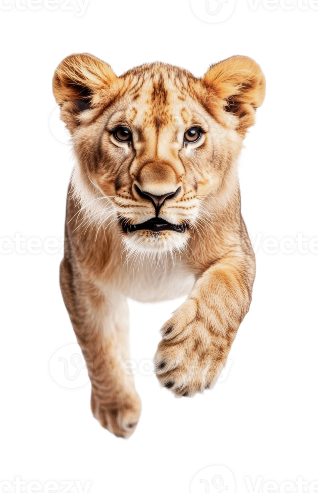 Young lioness running forward with intense gaze png