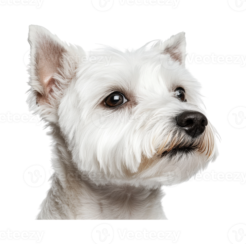 Closeup of adorable west highland white terrier dog with fluffy fur and alert expression png