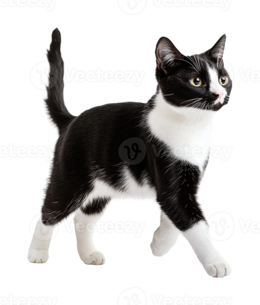 Confident black and white tuxedo cat with green eyes walking forward png