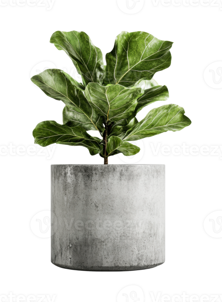 Lush fiddle leaf fig plant in modern concrete planter on black background png