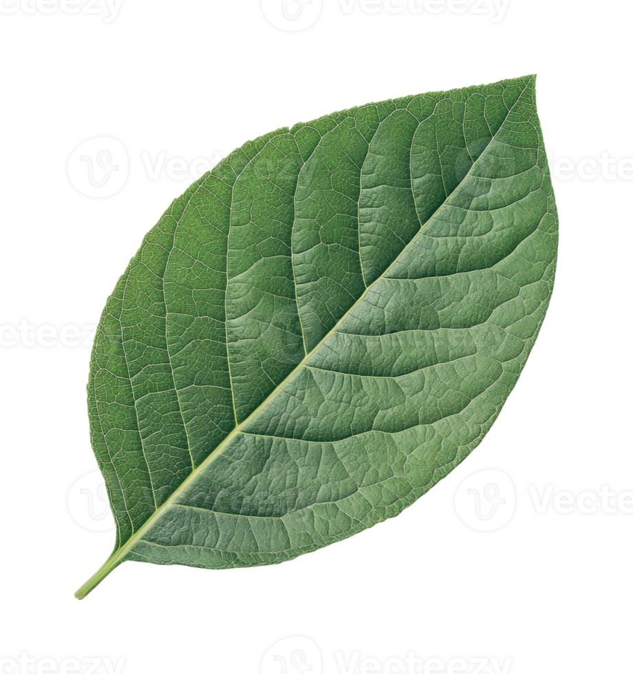 Close-up of green leaf with detailed veins on black background png