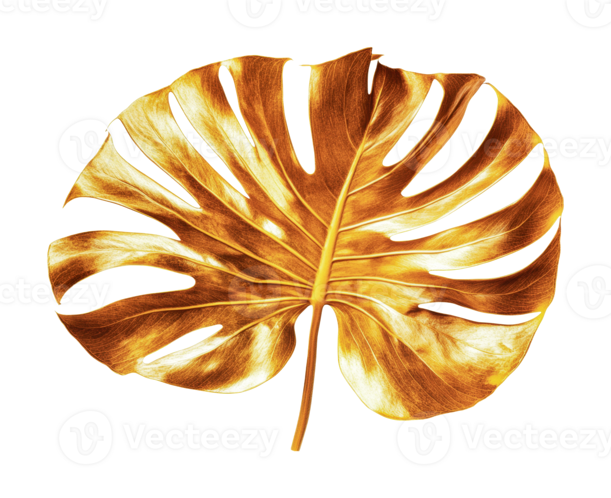 Golden monstera leaf isolated on black background with dramatic lighting png