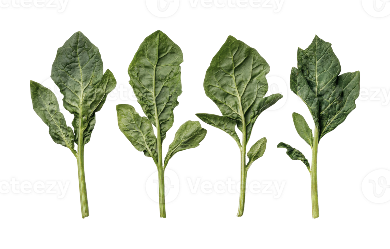 Fresh green spinach leaves on black background for healthy eating and cooking png