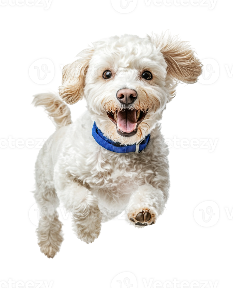 Energetic white dog leaping with joy wearing blue collar png