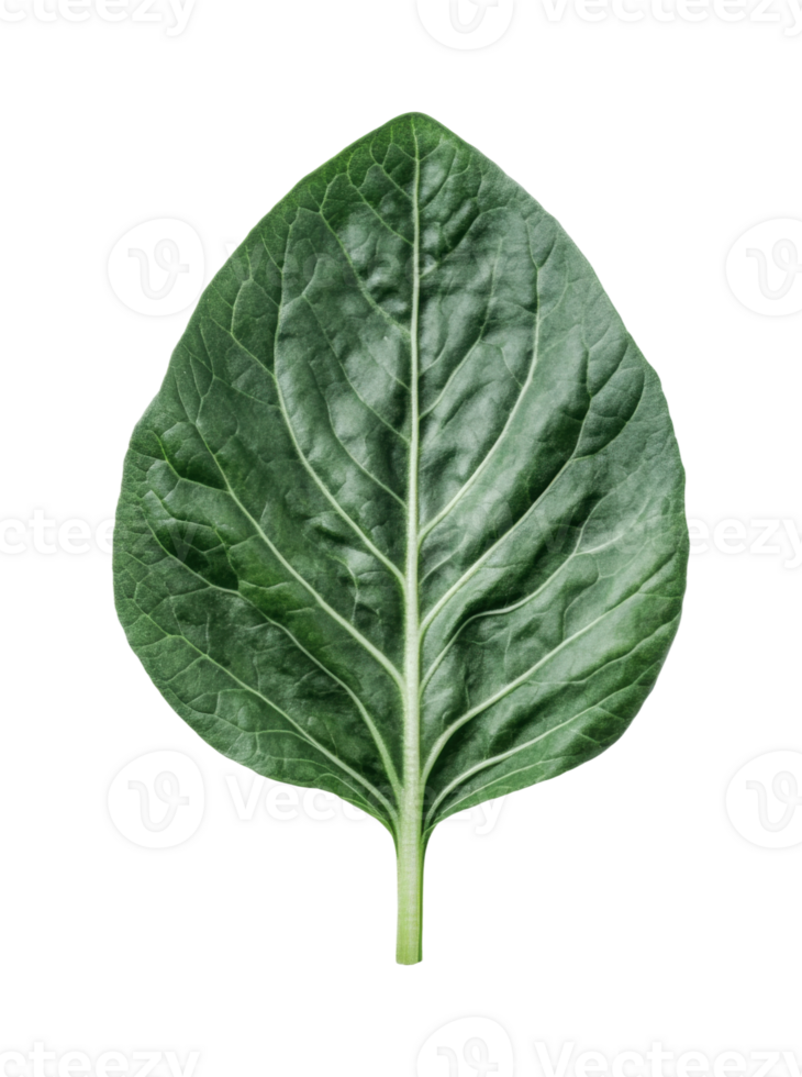Close-up of a fresh green spinach leaf with detailed veins png