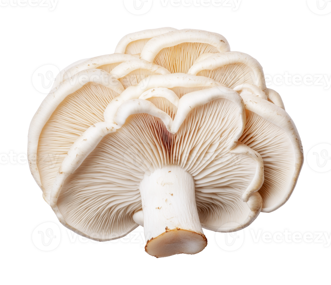 Close-up of fresh white oyster mushrooms with detailed gills png