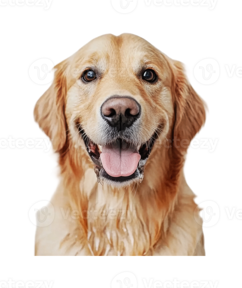 Golden retriever dog with happy expression and tongue out png