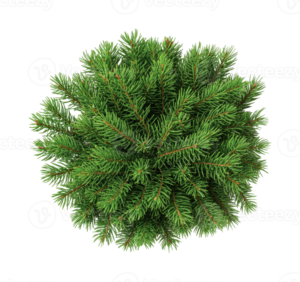 Top view of lush green pine tree branches against black background png