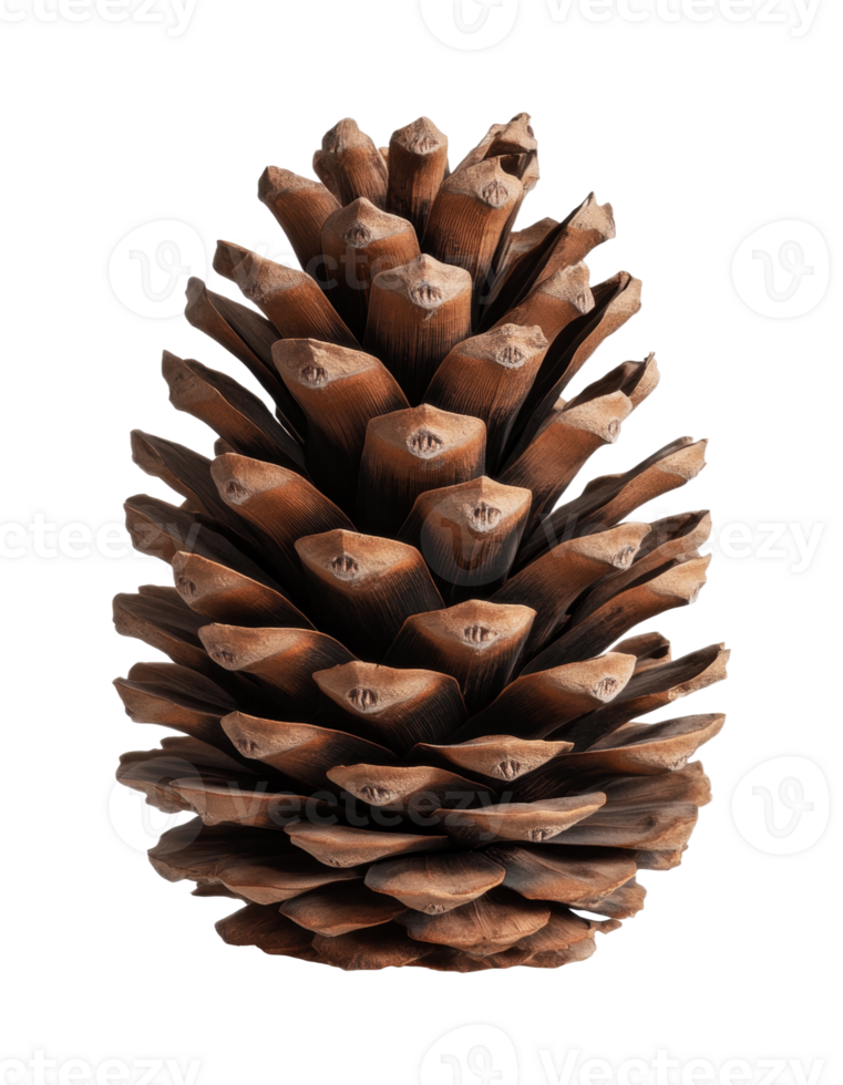 Close-up of a single pine cone with detailed textures on a black background png
