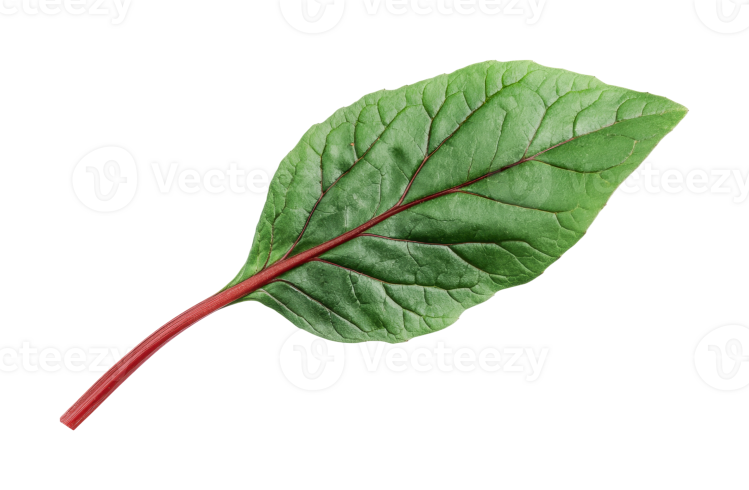 Fresh green leaf with prominent veins and red stem on black background png