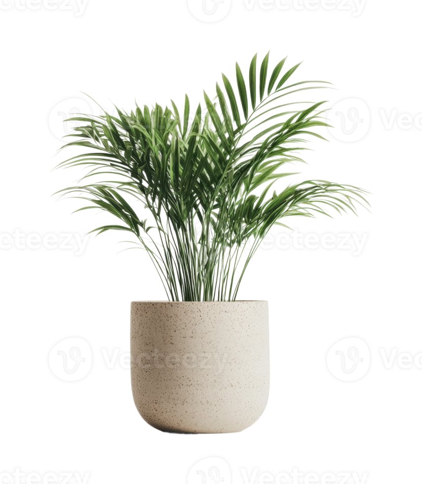 Vibrant green potted palm plant in minimalist beige planter on black background png