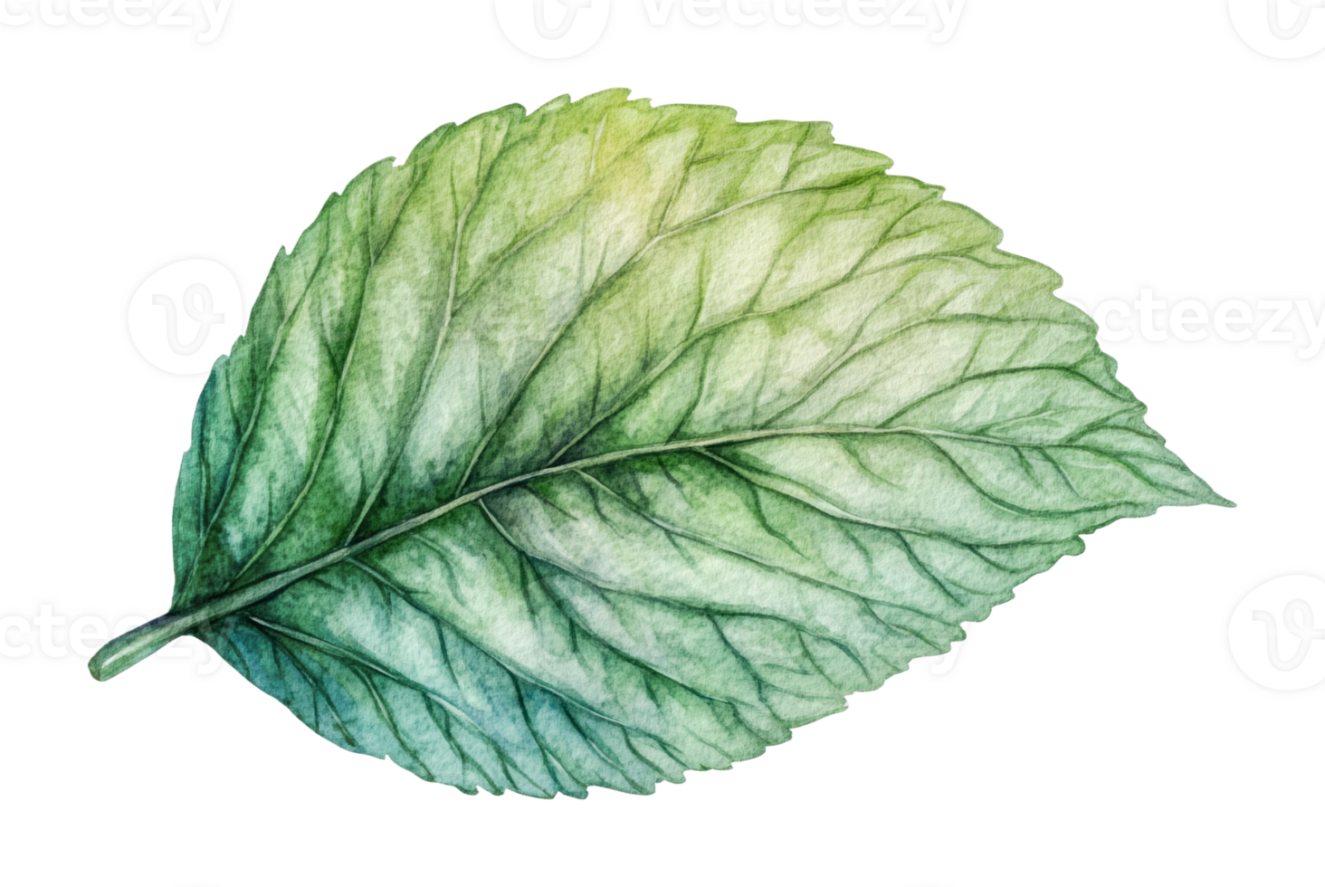 Detailed green leaf with intricate veins on black background png