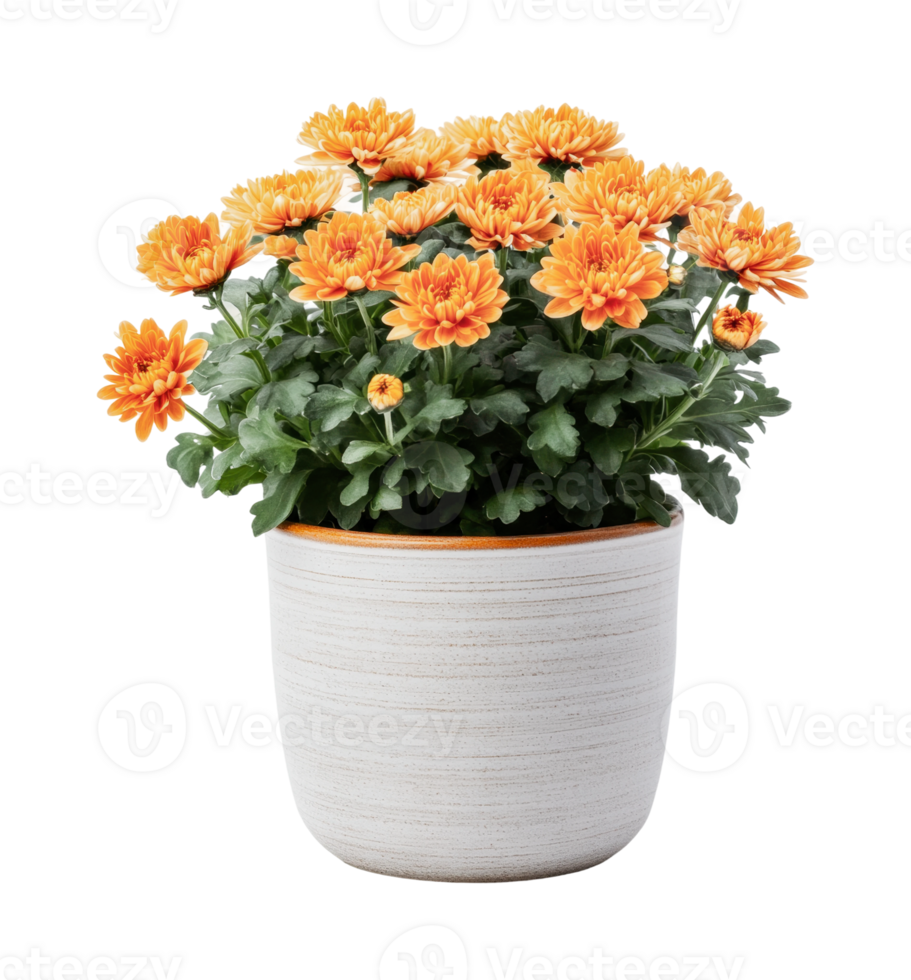 Vibrant orange chrysanthemums in elegant white pot on black background png
