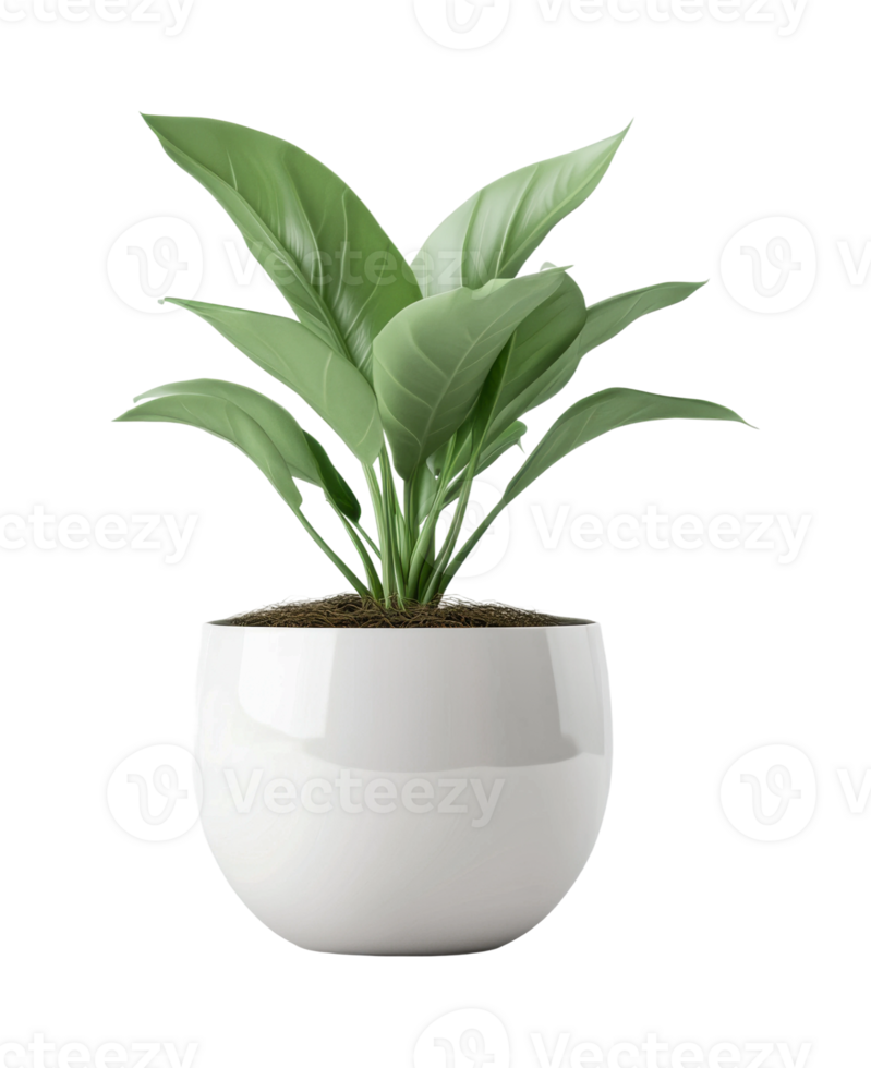 Lush green plant in elegant white ceramic pot png