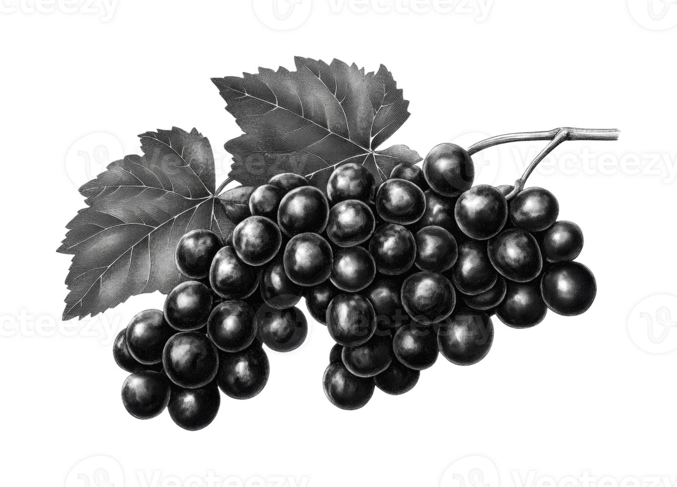 Monochrome bunch of grapes with leaves in detailed artistic representation png
