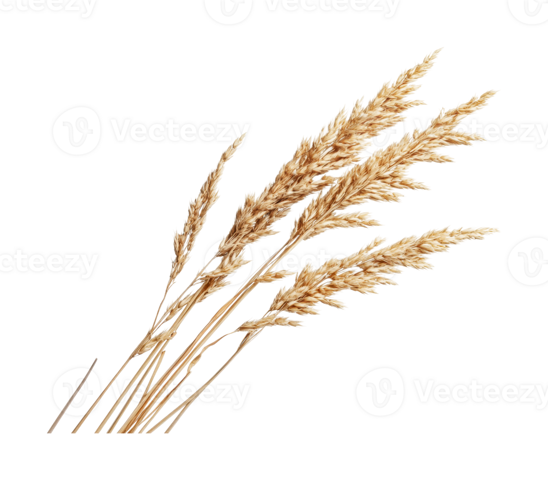 Golden dry wheat stalks isolated on white background png