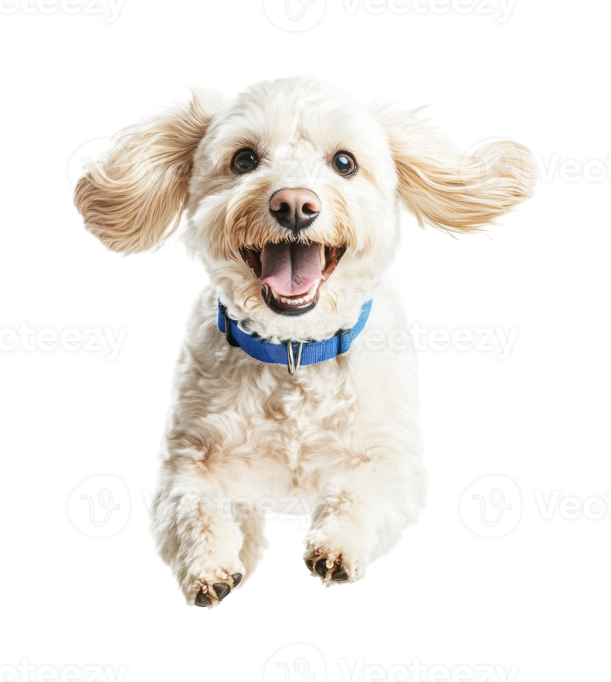 Happy small fluffy dog jumping with blue collar png