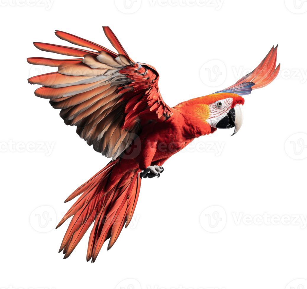 Vibrant scarlet macaw in flight displaying colorful plumage png