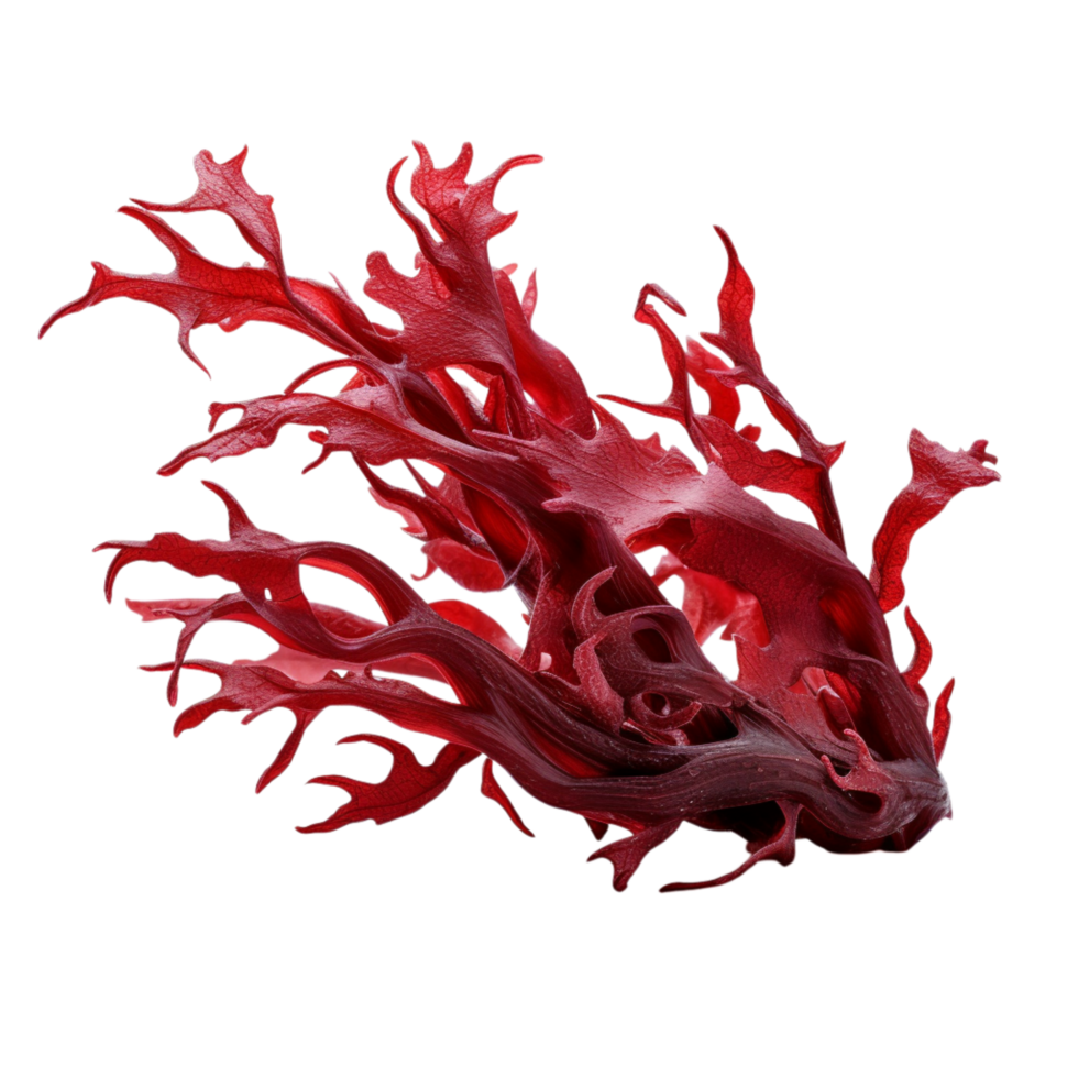 red coral intricate branching structures png