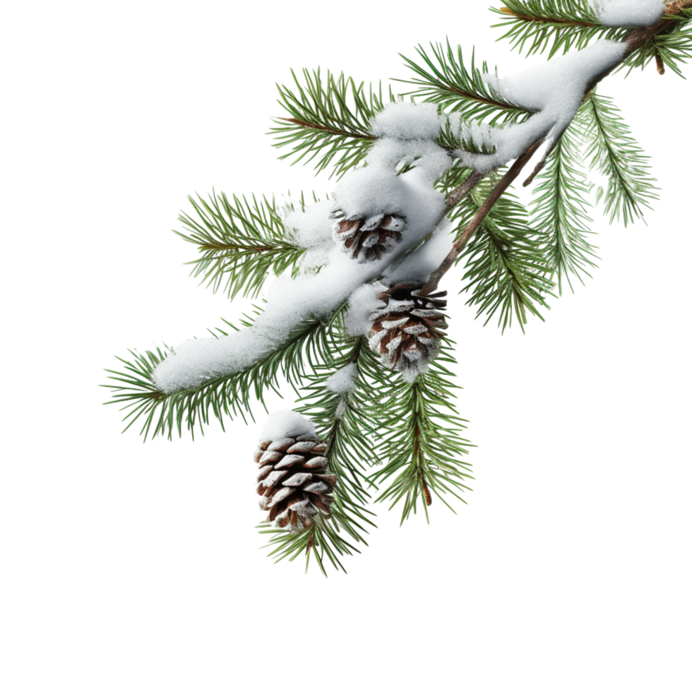 Snow covered pine branch small pinecones attached png