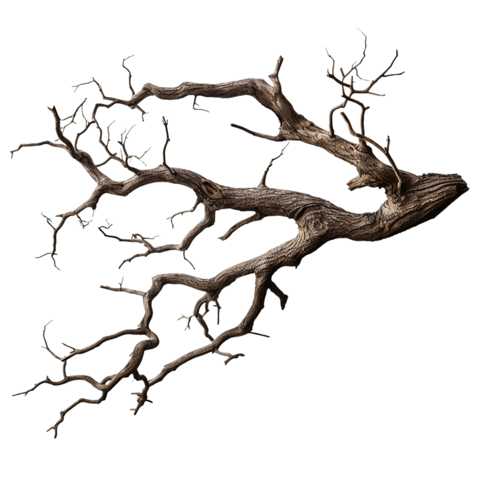 Dry twisted tree branch an intricate istic shape png