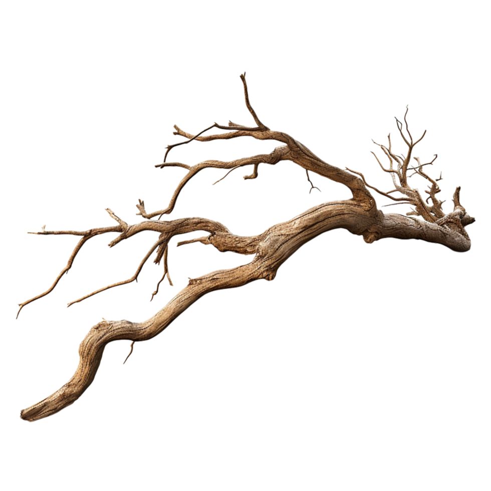 Dry twisted tree branch extending in different directions png