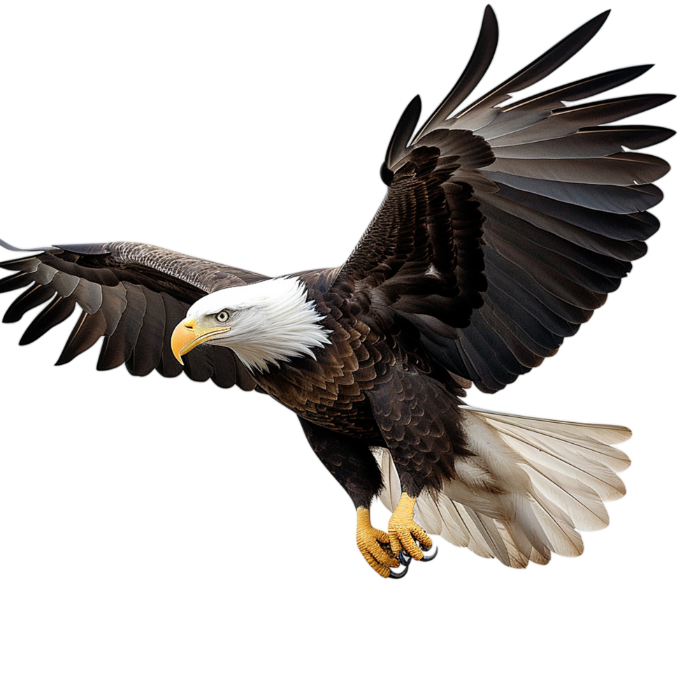 Majestic bald eagle flying its wings spread wide png