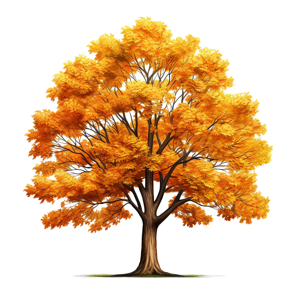 Majestic autumn tree golden leaves sting tall against a png