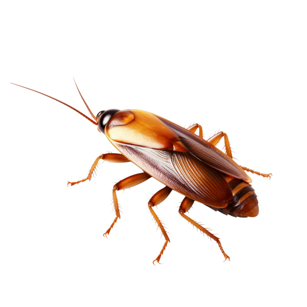 Brown cockroach long antennae spiny legs crawling forward png
