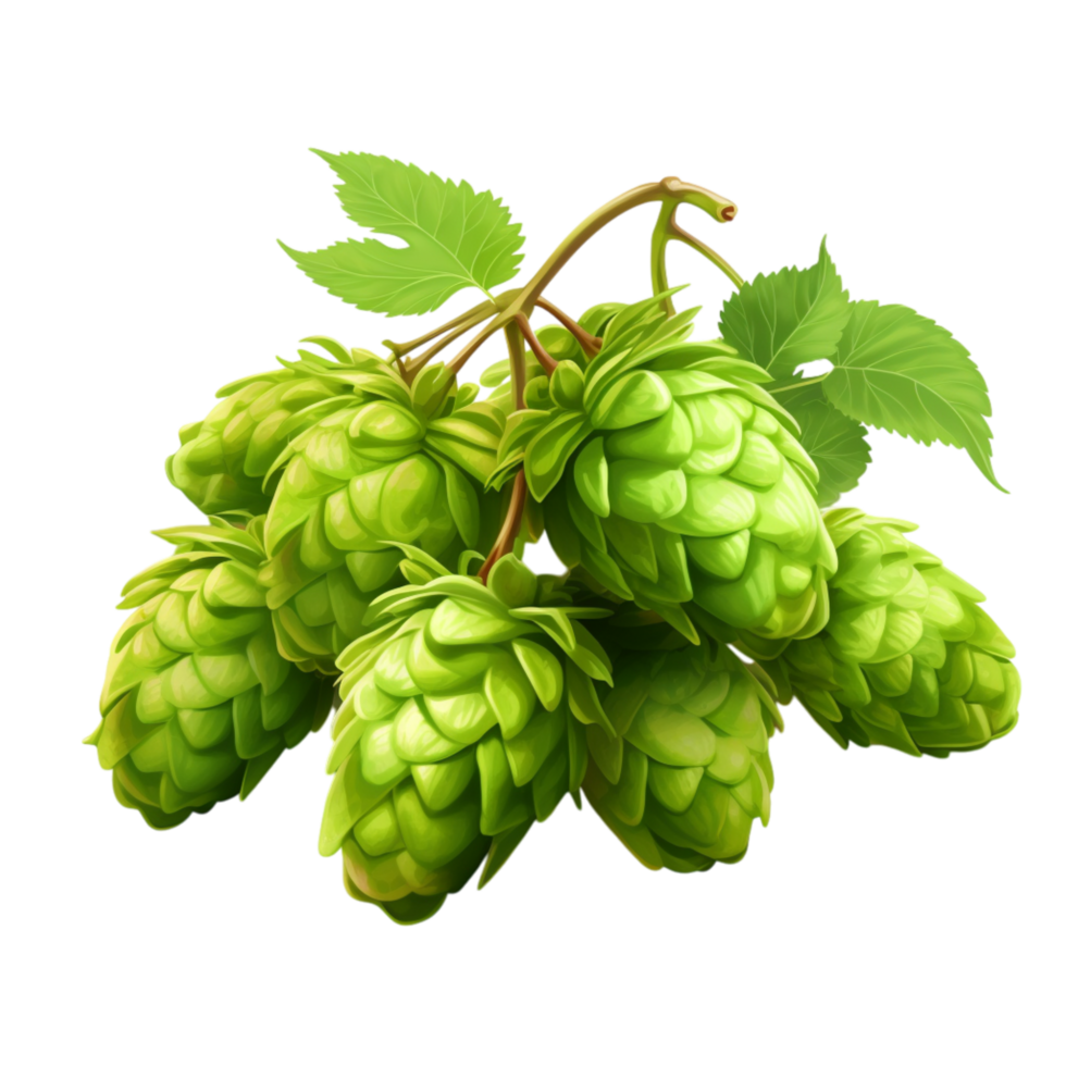 green hop cones used for brewing flavorful craft beer png