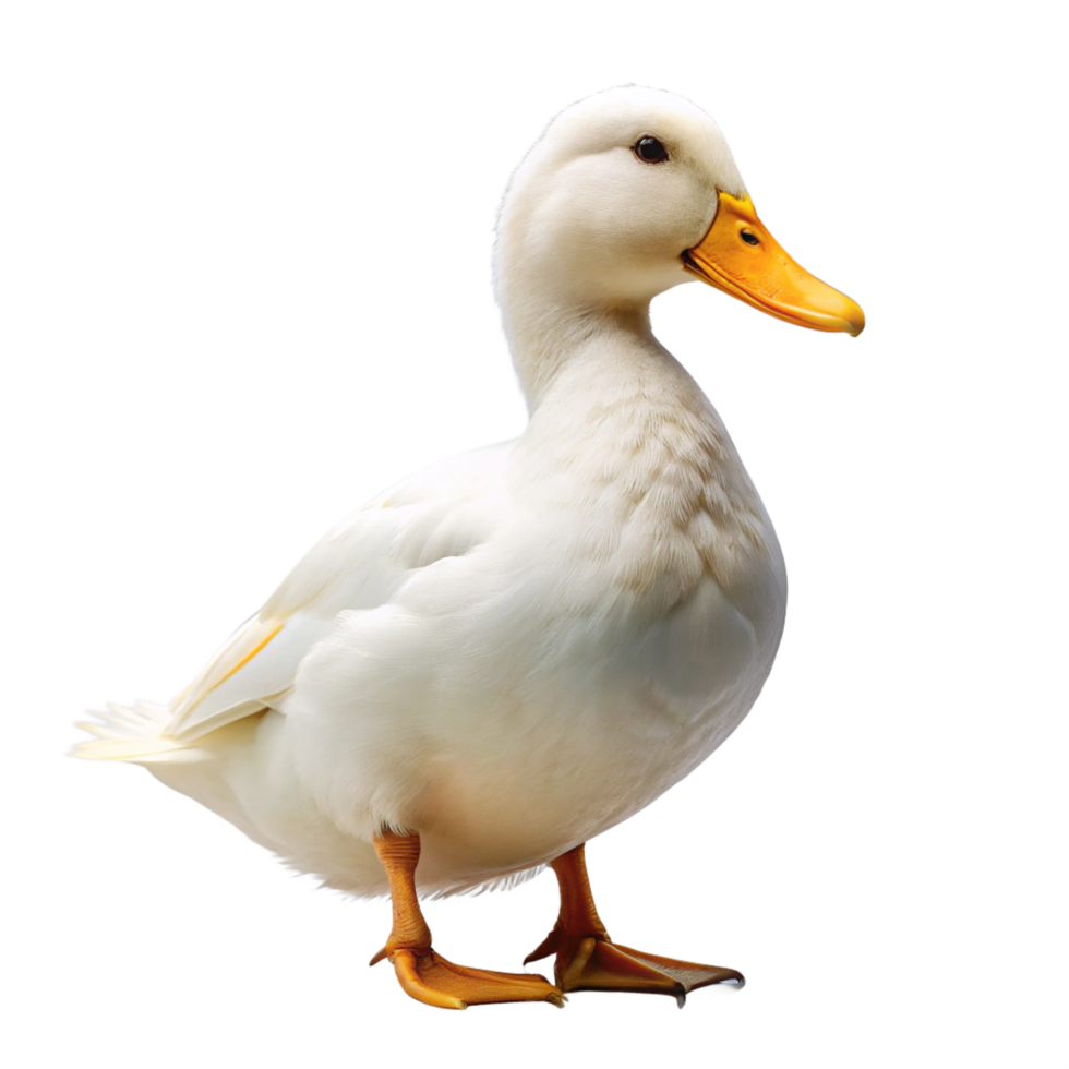 beautiful white duck is isolated on transparent background png