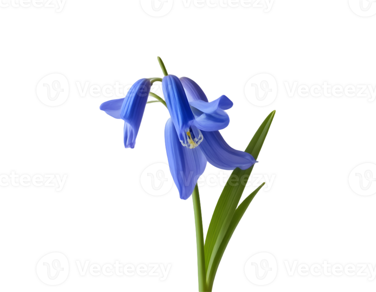 Bluebell flower isolated on transparent background png