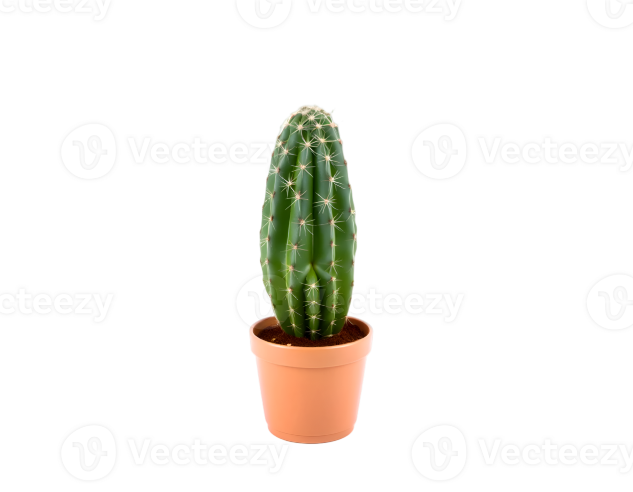 Cactus in pot isolated on transparent background png