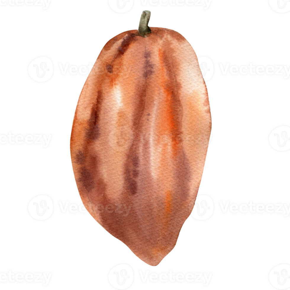 Cocoa pod watercolor illustration. Hand drawn organic food, isolated floral cocoa bean clipart, sweet food and hot drink ingredient painting for packing, label, logo, menu design png