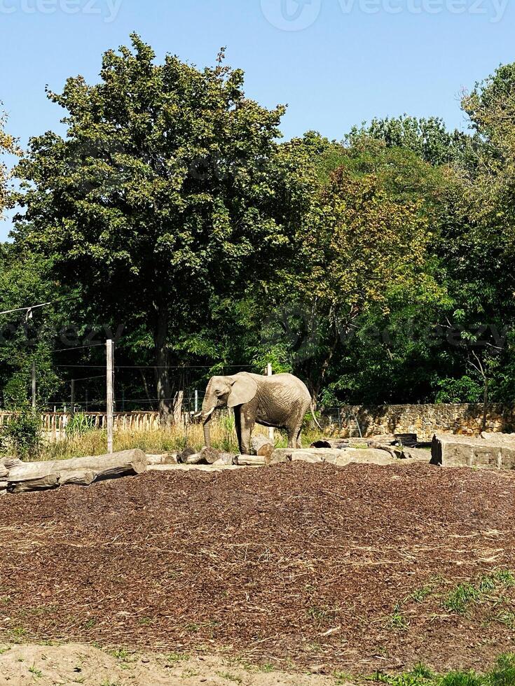 Elephant standing outdoors in open field surrounded by green trees and plants photo