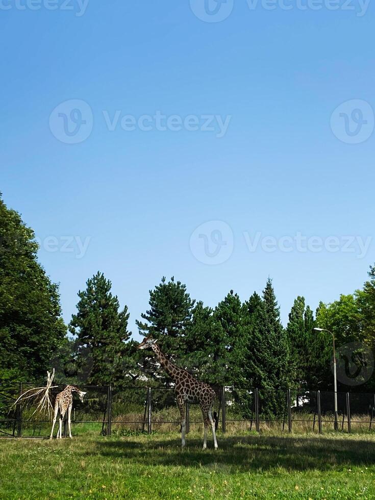 Giraffes grazing in a tranquil, lush green zoo park environment under clear sky photo
