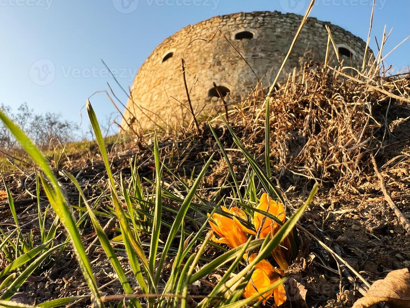 Close-up of wildflower against ancient architecture under clear blue sky photo