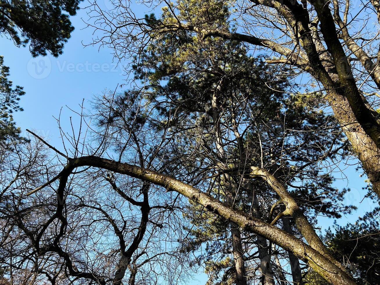 Tall trees with bare branches under a clear blue sky photo