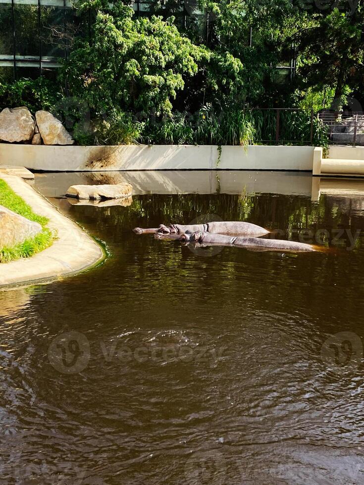 Pair of hippos resting in a serene water enclosure surrounded by greenery photo
