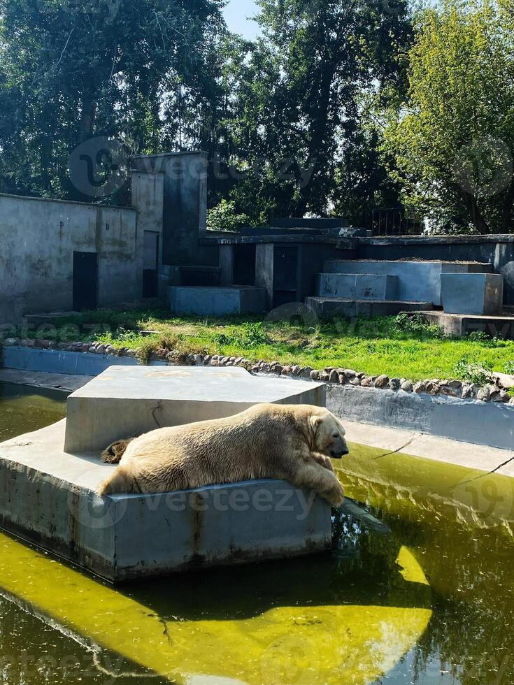 Polar bear resting on a ledge in a zoo enclosure under sunlight. photo